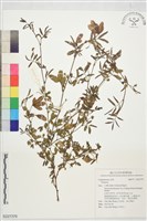 登錄號:S227379藏品圖，第1張