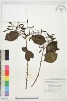 腺果藤、刺藤藏品圖，第1張