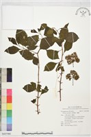 腺果藤、刺藤藏品圖，第1張