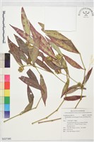 易生木藏品圖，第1張