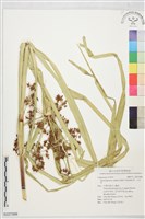 莞、大水莞藏品圖，第1張