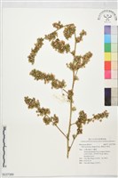 薄葉金午時花藏品圖，第1張