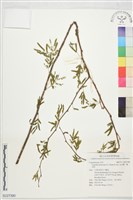 金合歡、鴨皂樹藏品圖，第1張