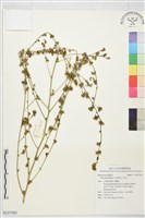 細葉金午時花藏品圖，第1張