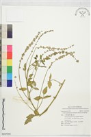 澳洲補骨脂藏品圖，第1張