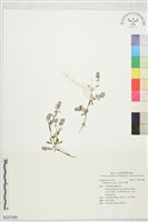 兔足三葉草藏品圖，第1張