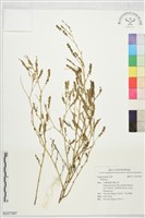 登錄號:S227397藏品圖，第1張