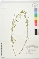 登錄號:S227398藏品圖，第1張