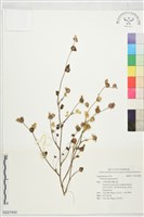 登錄號:S227400藏品圖，第1張