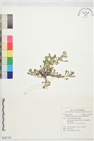 匙葉鼠麴草藏品圖，第1張