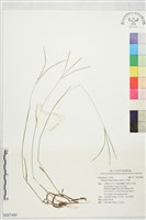 升馬唐藏品圖，第1張