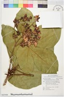 巴拿馬樹藏品圖，第1張