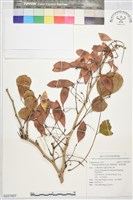 闊葉黃檀、廣葉黃檀藏品圖，第1張