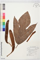 麵包樹藏品圖，第1張