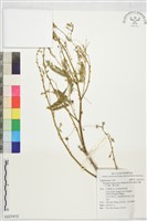 藤金合歡（小合歡、酸子藤）藏品圖，第1張