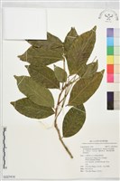 印尼頷垂豆、吉鈴豆、吉日豆、緬甸臭豆、稀花猴耳環、得英蒂豆藏品圖，第1張