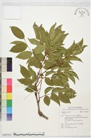 登錄號:S227415藏品圖，第1張