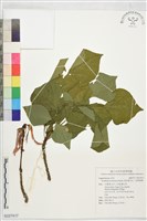 南非象牙紅、念珠刺桐藏品圖，第1張