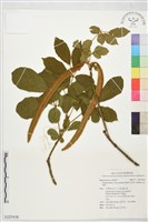 金風鈴藏品圖，第1張