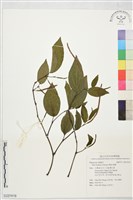 風藤藏品圖，第1張