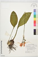 龍鬚石蒜藏品圖，第1張