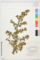 登錄號:S227421藏品圖，第1張