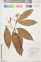 蕊木藏品圖，第1張