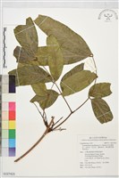 印尼頷垂豆、吉鈴豆、吉日豆、緬甸臭豆、稀花猴耳環、得英蒂豆藏品圖，第1張