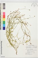 細葉蘭花參藏品圖，第1張