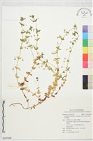 藍花琉璃繁縷藏品圖，第1張