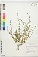 細纍子草藏品圖，第1張