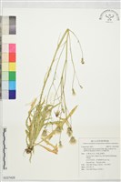 白花貓耳菊藏品圖，第1張