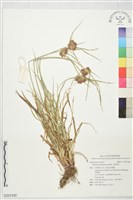 多枝扁莎藏品圖，第1張