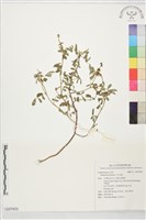 毛木藍藏品圖，第1張