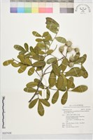 德州山月桂藏品圖，第1張