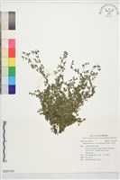 小牙草藏品圖，第1張