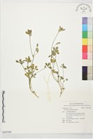 登錄號:S227440藏品圖，第1張