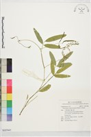 登錄號:S227441藏品圖，第1張