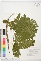 臺灣皂莢，雞角公，華南皂莢藏品圖，第1張