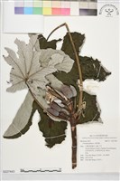 號角樹藏品圖，第1張