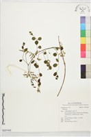 登錄號:S227445藏品圖，第1張