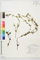 沼菊藏品圖，第1張