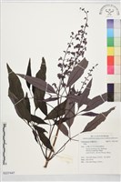 登錄號:S227447藏品圖，第1張