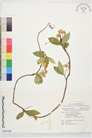 絡石藏品圖，第1張