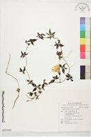 番仔藤藏品圖，第1張