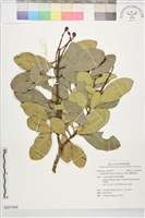 蘭嶼胡桐藏品圖，第1張