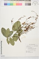 疏花魚藤藏品圖，第1張