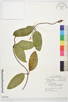 短柱弓果藤藏品圖，第1張