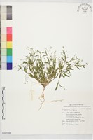 粟米草藏品圖，第1張