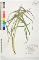 羅氏草藏品圖，第1張